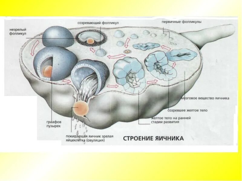 Анатомия женской половой системы яичник. Женская половая система яичник анатомия строение. Пункция фолликулов яичника. Женские половые органы анатомия яичник. Фолликулы созревают в