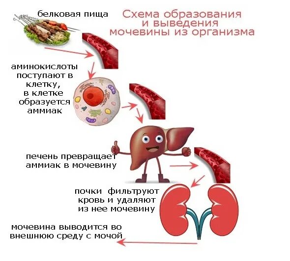 Продукт распада почек. Мочевина в печени. Выведение аммиака из организма. Аммиак в печени. Образование и выведение мочевины в организме.