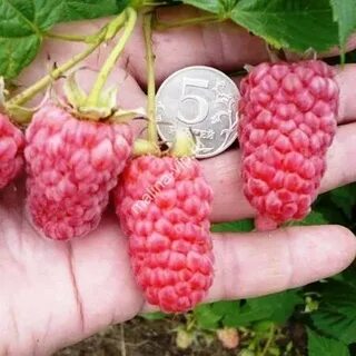 Фото малины рубиновый гигант