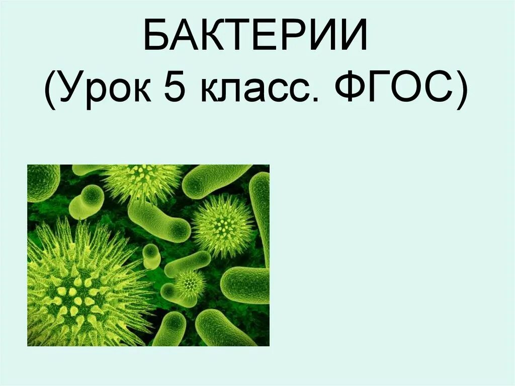 Биология 5 краткое содержание. Бактерии 5 класс. Бактерии биология презентация. Биология урок про бактерии. Бактерии 5 класс биология.