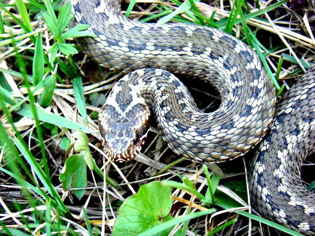 Полоз сканворд. Серая Степная гадюка. Восточная Степная гадюка (Vipera (Pelias) Renardi). Обыкновенная Степная гадюка. Серая змея полоз полоз.