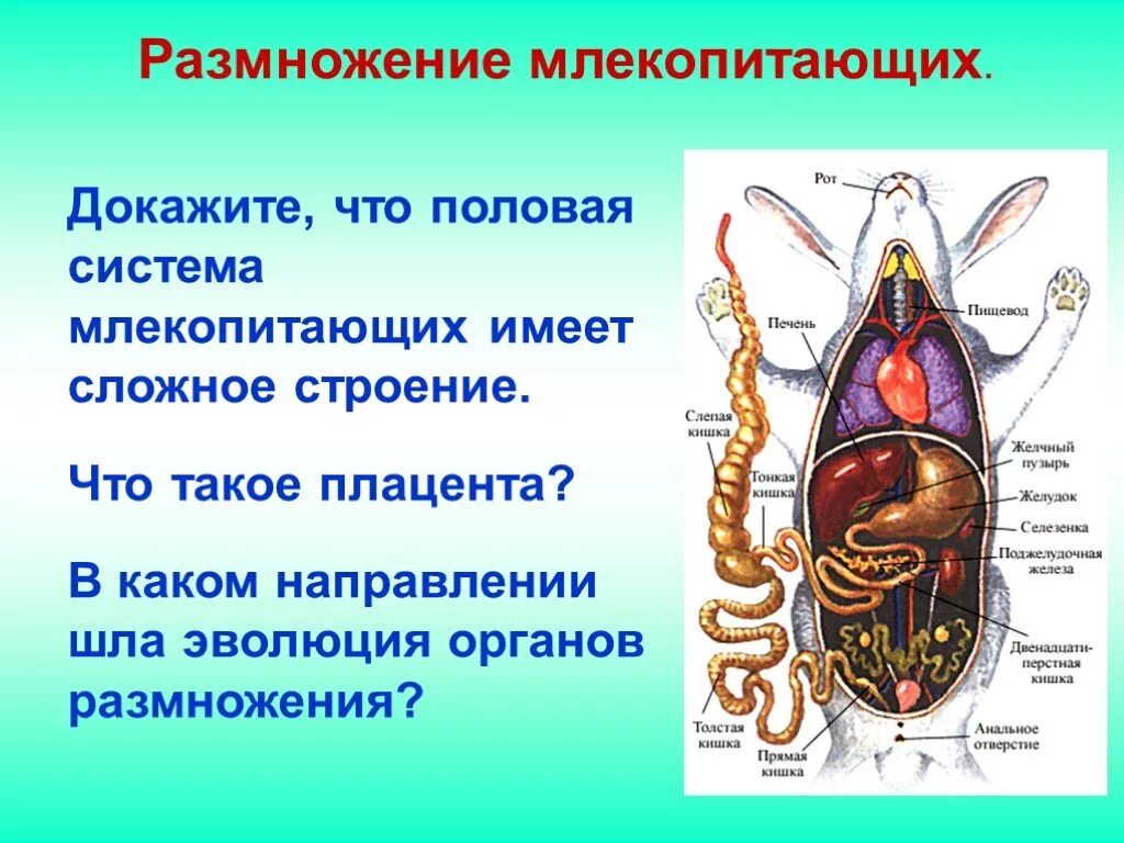 Женская половая система млекопитающих. Половая система млекопитающих. Системы органов млекопитающих. Органы размножения млекопитающих. Функции половой системы млекопитающих.