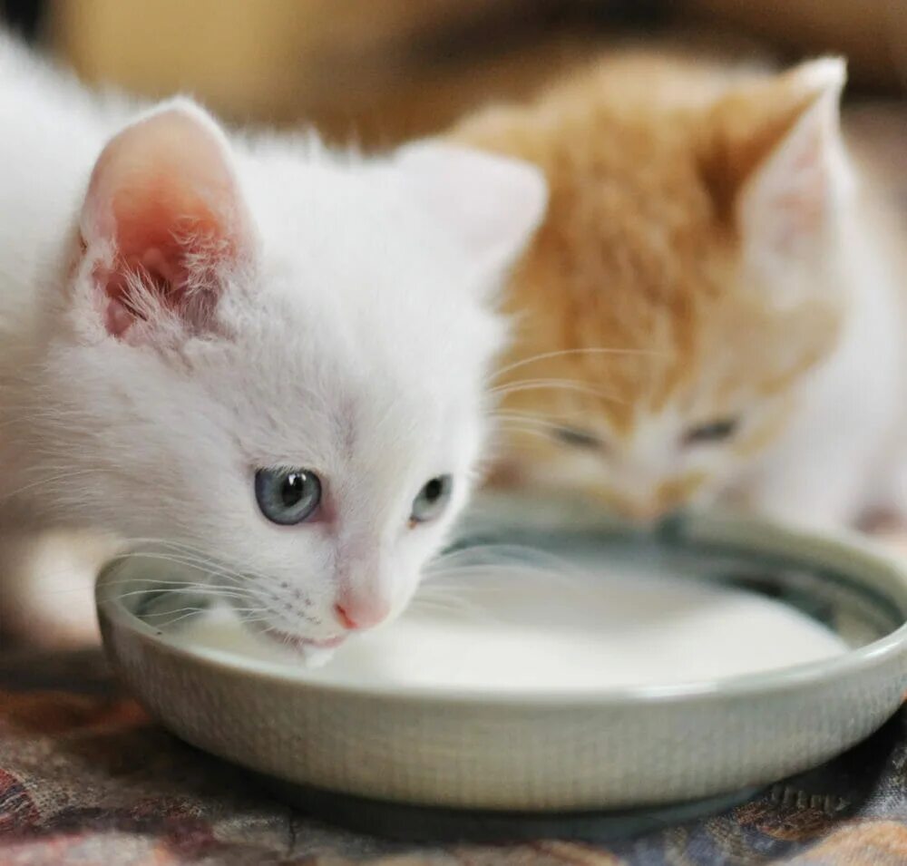 Сколько котята пьют молоко. Котенок лакает молоко. Котенок пьет молоко. Белый котенок пьет молоко. Молоко для котят.