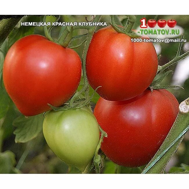 томат миссис шлаубах. томат сорта немецкая клубника. томат семена мязиной немецкая оранжевая клубника. сорт томата немецкая клубника красная. сорт томата немецкая оранжевая клубника.