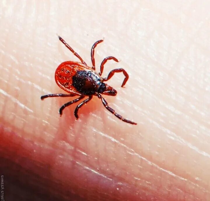 Клещи. Видео клещи 2024. Видео клещи 2024. Ixodes ricinus. Видео клещи 2024.