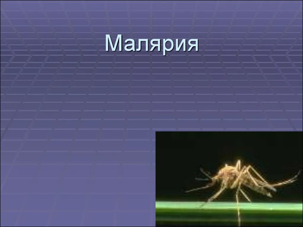 Дерево малярия. Малярия картинки для презентации. Малярия фон для презентации. Фон для презентации по малярии. Рыбка из Австралии в Грузии от малярии.