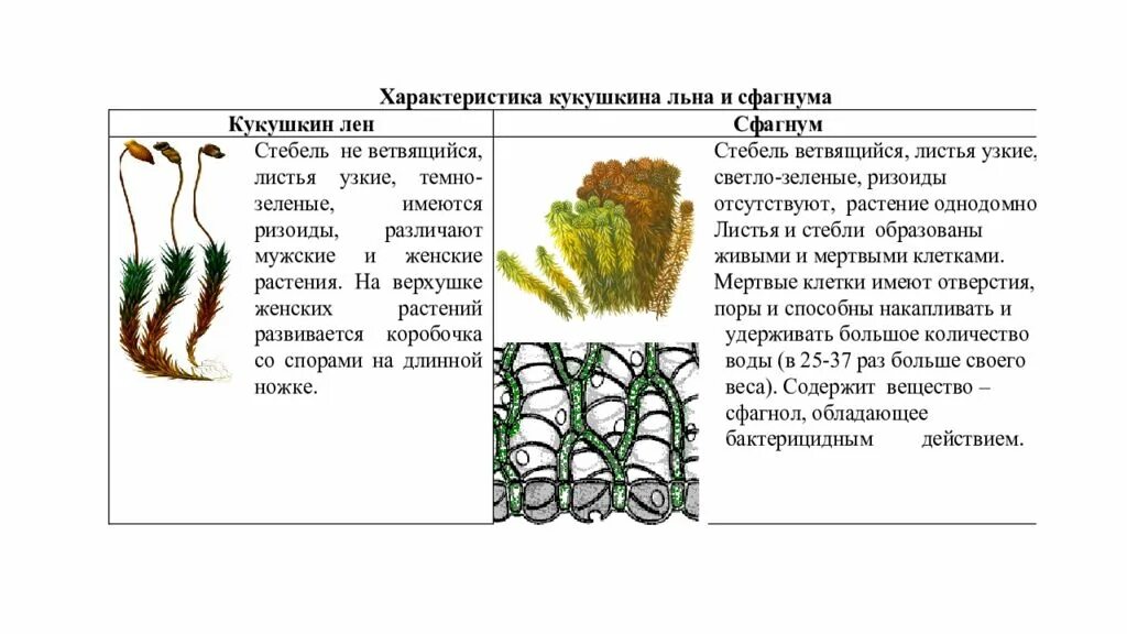 Какой тип питания характерен для сфагнума. Сфагнум и Кукушкин лен сравнение. Таблица Кукушкин лён и сфагнум. Кукушкин лен характеристика. Сравнение мох Кукушкин лен мох сфагнум таблица.