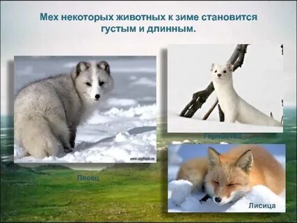 Какие животные линяют и меняют мех