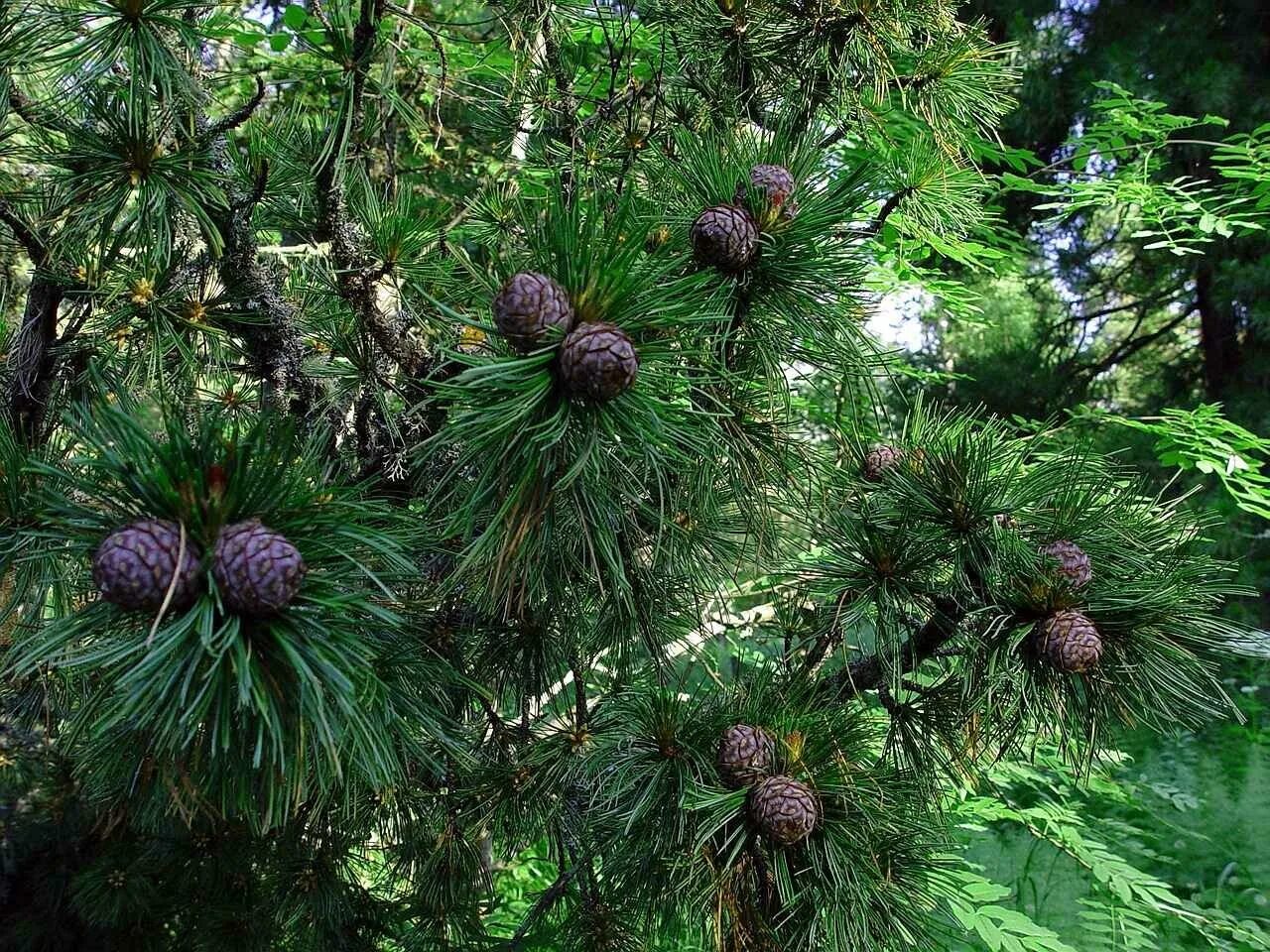 Кедр Сибирский Pinus sibirica. Сосной сибирской (Pinus sibirica). Кедр Гималайский шишки. Сосна Кедровая Сибирская/Pinus sibirica. Кедровый хмао