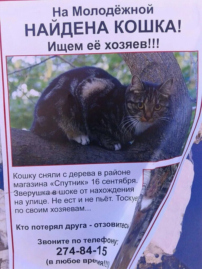 Найдена кошка объявление. Объявление о Находке кошки. Найден котенок объявление. Объявление о поиске кота. Как написать объявление кошка