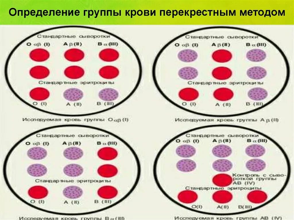 Форум групп крови. Перекрестный метод определения группы крови. Метод перекрестной реакции группы крови. Перекрестный метод определения групповой принадлежности. Определить группу крови перекрестным методом.