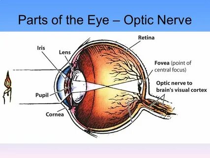 Eye parts