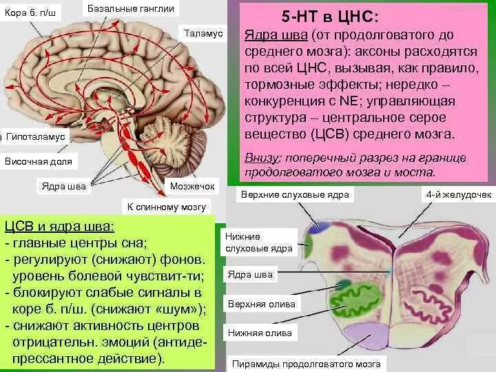 Базальные ганглии головного мозга. Дофаминовые рецепторы в базальных ганглиях. Ядро Дейтерса продолговатого мозга. Таламические ядра гипоталамические ядра. Ядра центральной нервной системы