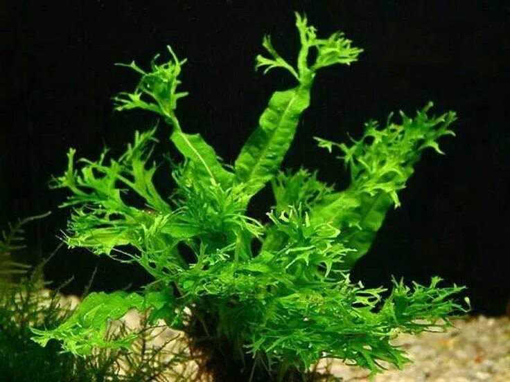 Папоротник таиландский (microsorum pteropus). Таиландский папоротник (микрозориум). Папоротник таиландский крыловидный. Папоротник тридент аквариумное. Папоротник таиландский аквариумное растение.