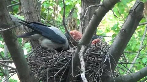Предложение гнездо вороны