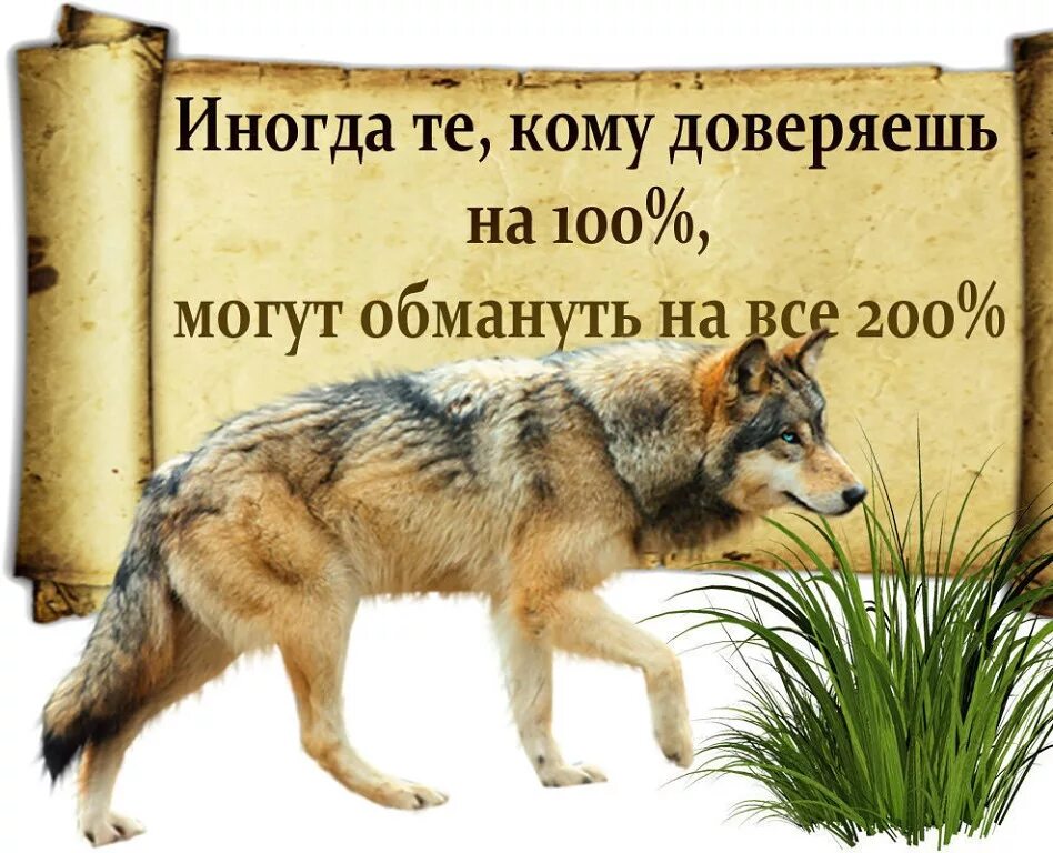 Нельзя доверие. Цитаты про обман и доверие. Обман цитаты в картинках. Цитаты про доверие и предательство. Цитаты волка про доверие.