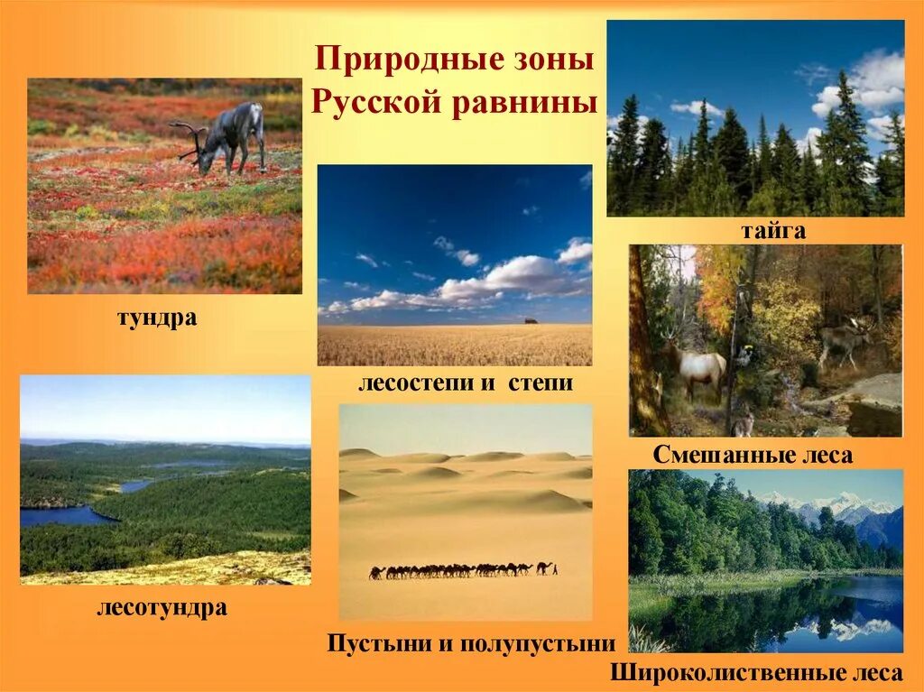 Положение в природных зонах восточно европейской. Природные зоны России Восточно европейская равнина. Природные зоны Восточно европейской равнины. Русская равнина природные зоны. Природные зоны Тайга и тундра.