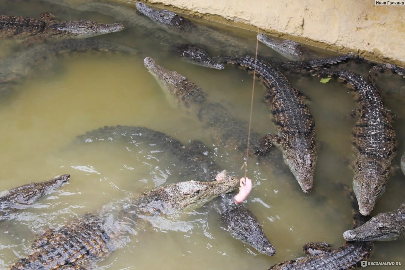 Крокодиловая ферма анапа. Крокодиловая ферма от Анапы. Змея на крокодиловой ферме. В Анапе. Крокодиловая ферма Анапа кормление крокодилом.