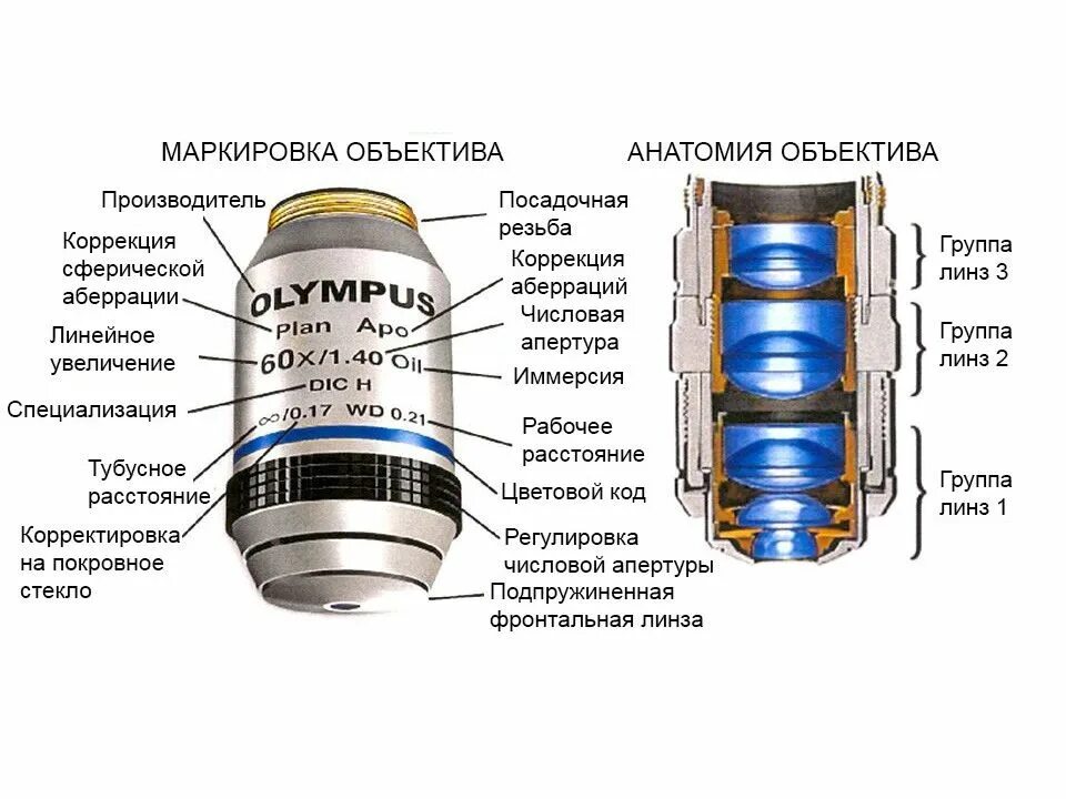 Какое увеличение у окуляра в микроскопе