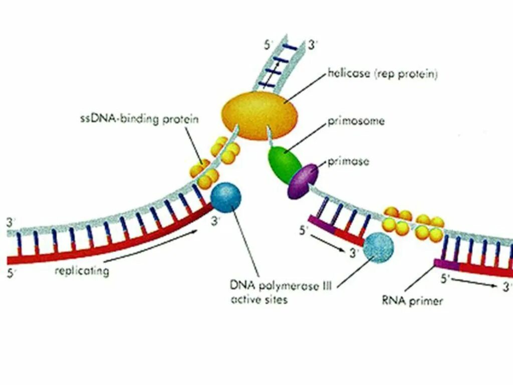 Фермент хеликаза. ДНК полимераза репликация ДНК. Репликация ДНК полимераза. Хеликаза в репликации. ДНК полимераза и РНК полимераза.