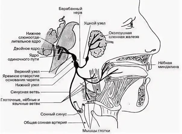 Поражение подъязычного нерва. Схема языкоглоточного нерва анатомия. Языкоглоточный нерв анатомия схема. 9 Пара ЧМН языкоглоточный нерв. Языкоглоточный нерв 9 пара схема.