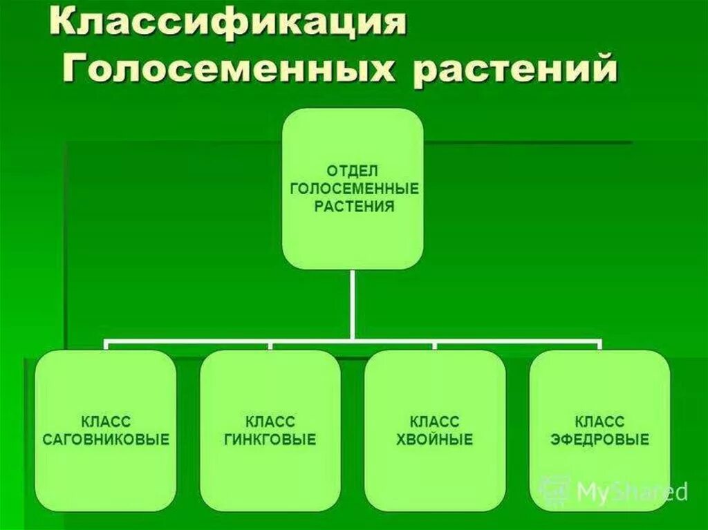 Характеристики голосеменных 7 класс. Систематика хвойных растений. Отдел Голосеменные классификация. Классификация голосеменных растений. Отдел Голосеменные систематика.