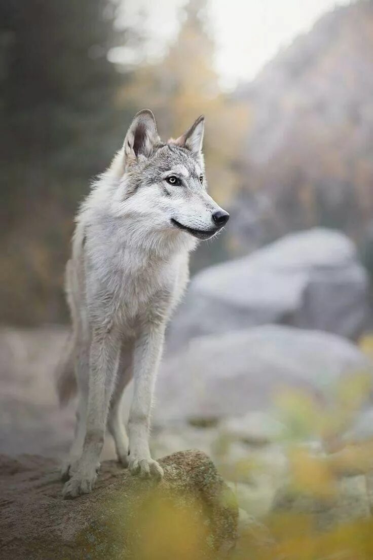 Волк. Волк серый. Серо белый волк. Бегущая с волками. Beautiful wolves