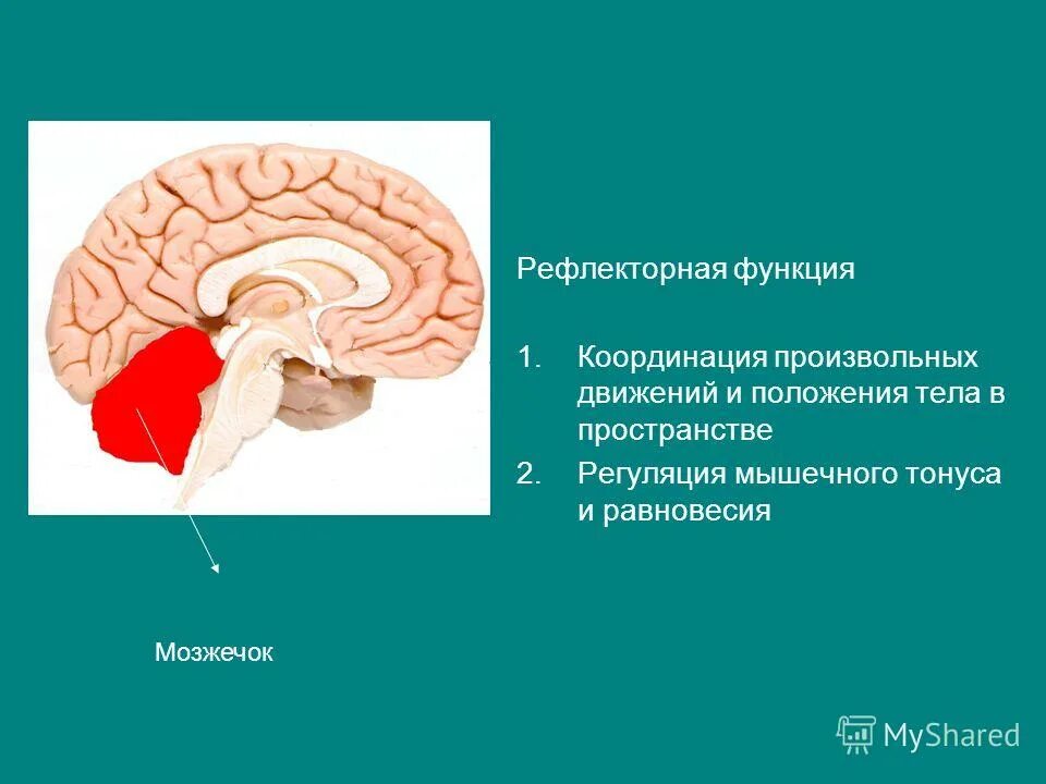 Презентации на тему мозга