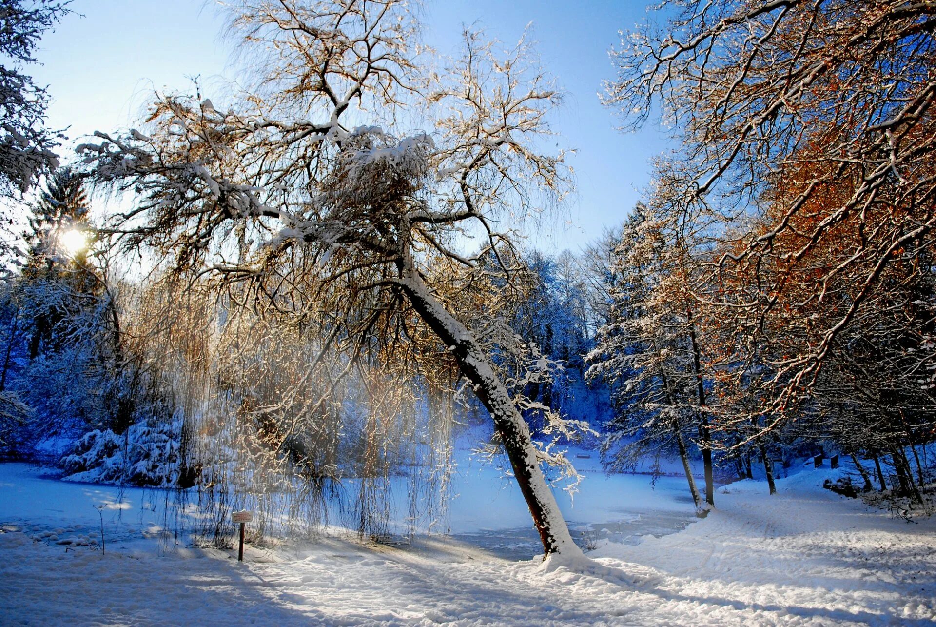 Зима пейзаж. Зима в лесу. Красивая зима. Красивая зимняя природа.