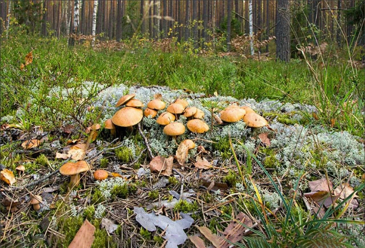 Грибная поляна фото. Поляна белых грибов. Поляны маслят и Моховиков. Поляна грибов в лесу. Грибная Поляна в лесу.