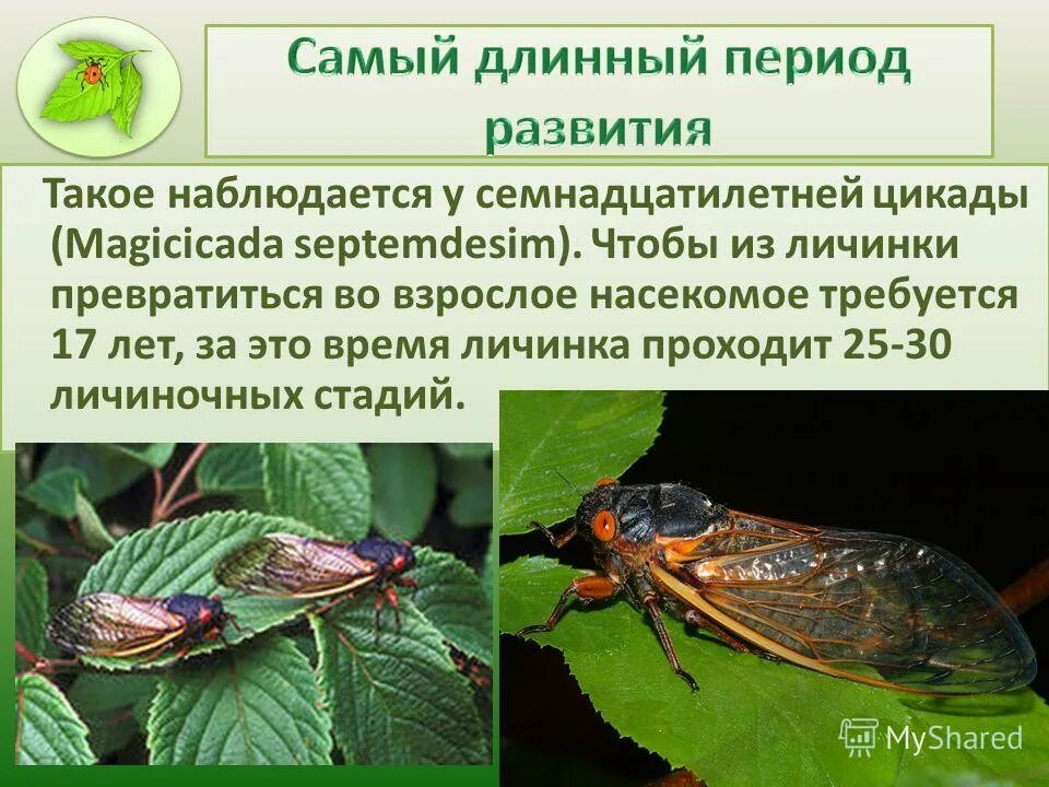 самый длинный период. самая длинная эра в истории земли. цикада насекомое цикл развития. эволюция человека до хомосапиенс. используя данные таблицы рассчитайте.