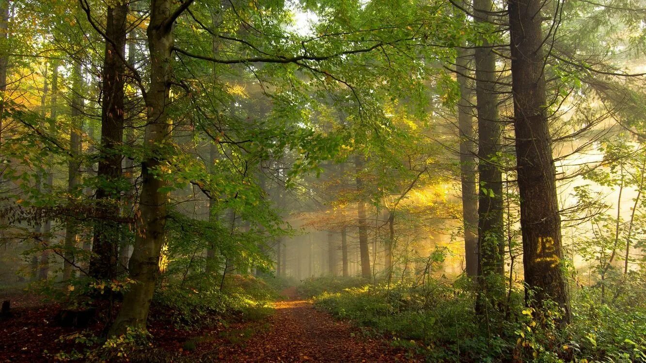 В лесу на солнечной полянке. Солнечный лес дачный поселок Солнечный лес. Утро в лесу. "Солнце в лесу". Лес фон.