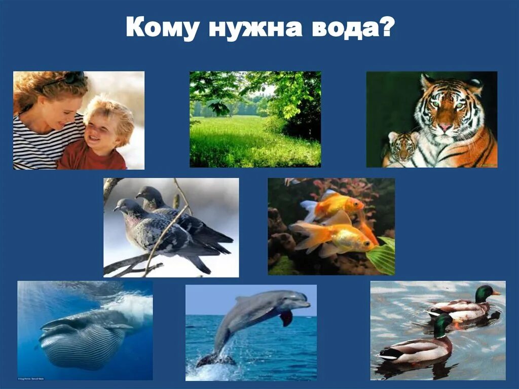 Рыбам нужен воздух. Кому нужна вода. Для чего нужна вода. Кому нужна вода презентация для детей. Игра кому нужна вода.