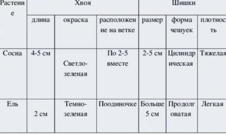 Длина хвоинок у сосны. Размер и форма шишек у сосны. Плотность шишки сосны. Длина хвои ели. Класс хвойные таблица