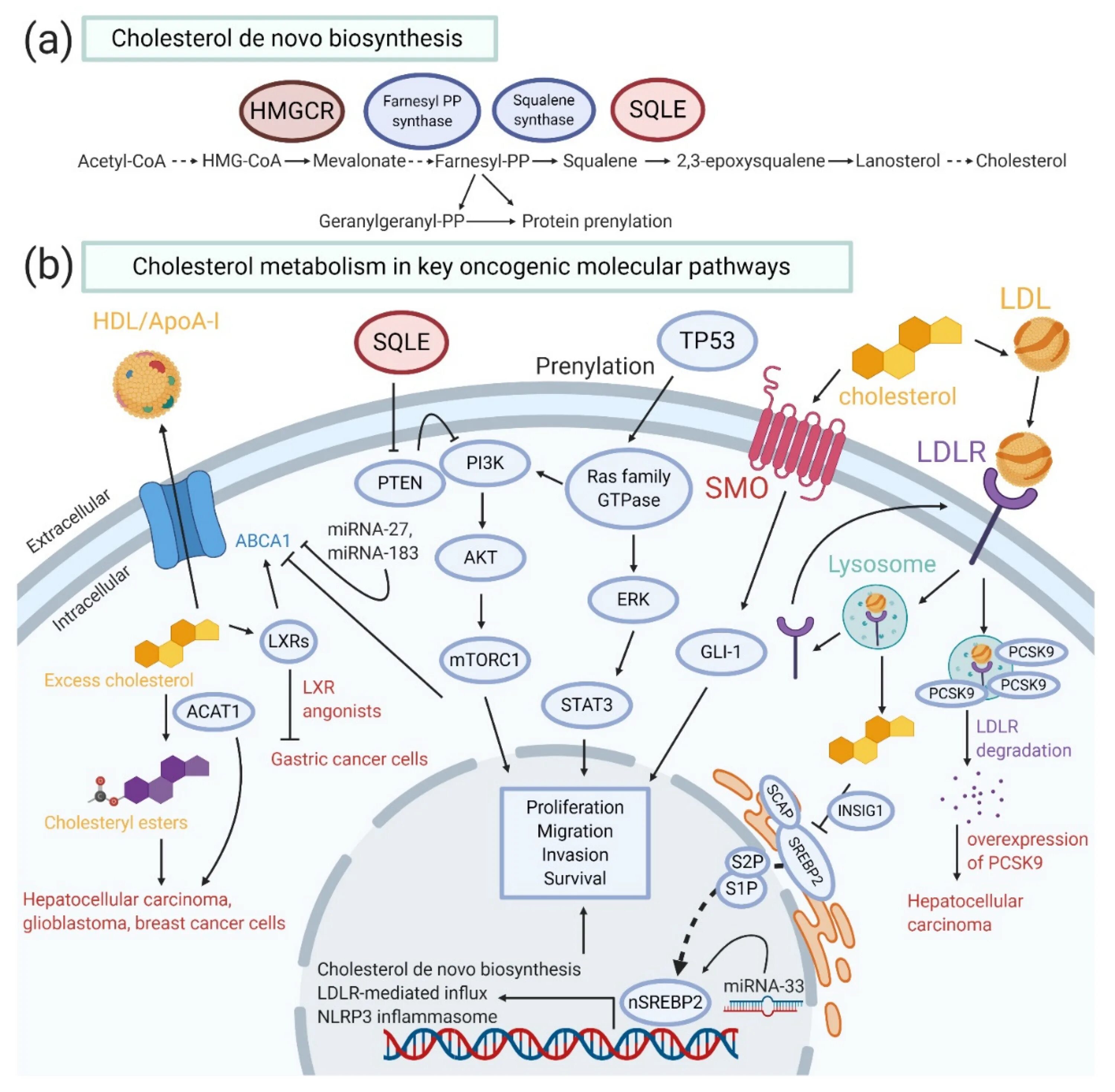 Сквален для чего нужен организму. Cholesterol metabolism. Сквален польза. Сквален в онкологии. Сквален польза где содержится.