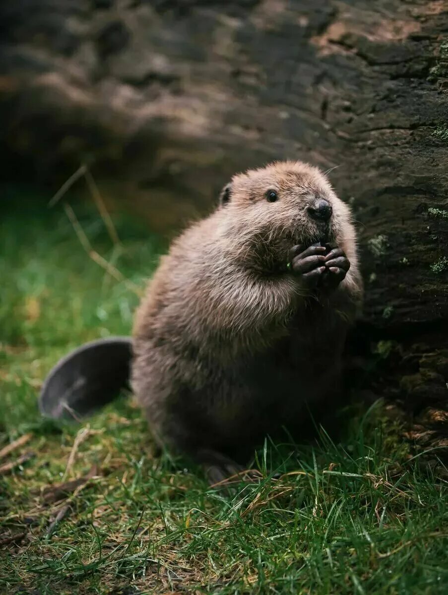 См бобры. Канадский Бобр (Castor canadensis). Речной Бобр. Бобр бобриха и бобрята. Ондатра.