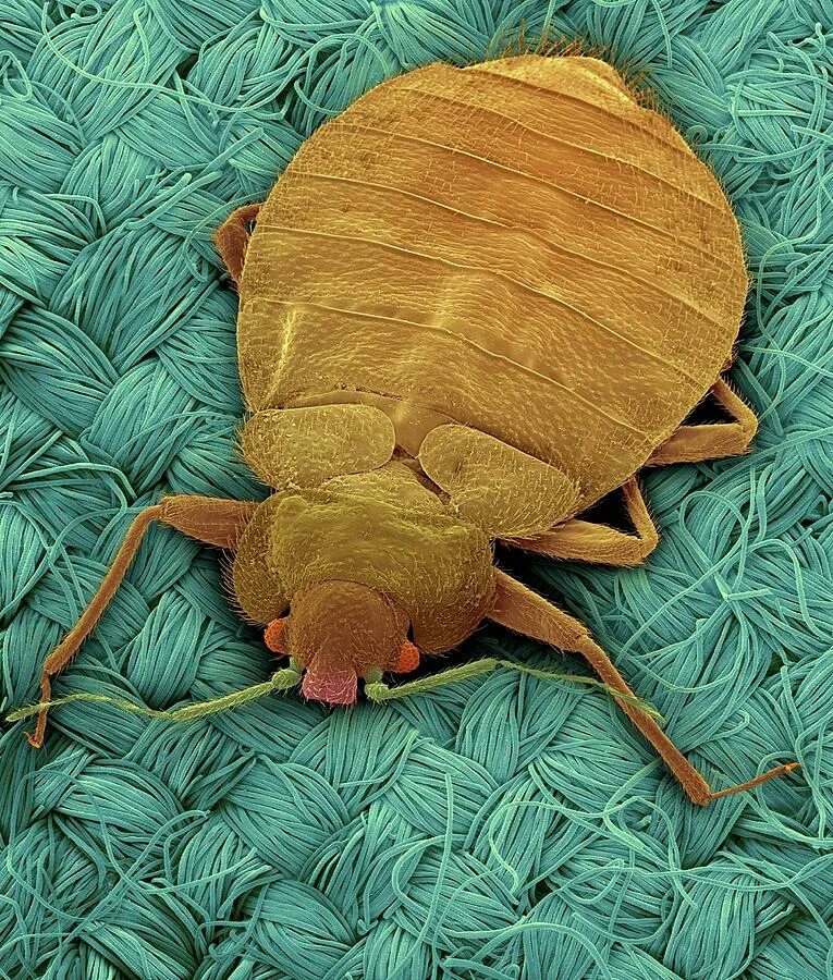 постельный клоп под микроскопом. клоп под микроскопом. постельный клоп под микроскопом. клоп под микроскопом. пылевые клещи под микроскопом.