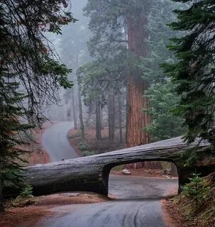 Hard times at sequoia state park