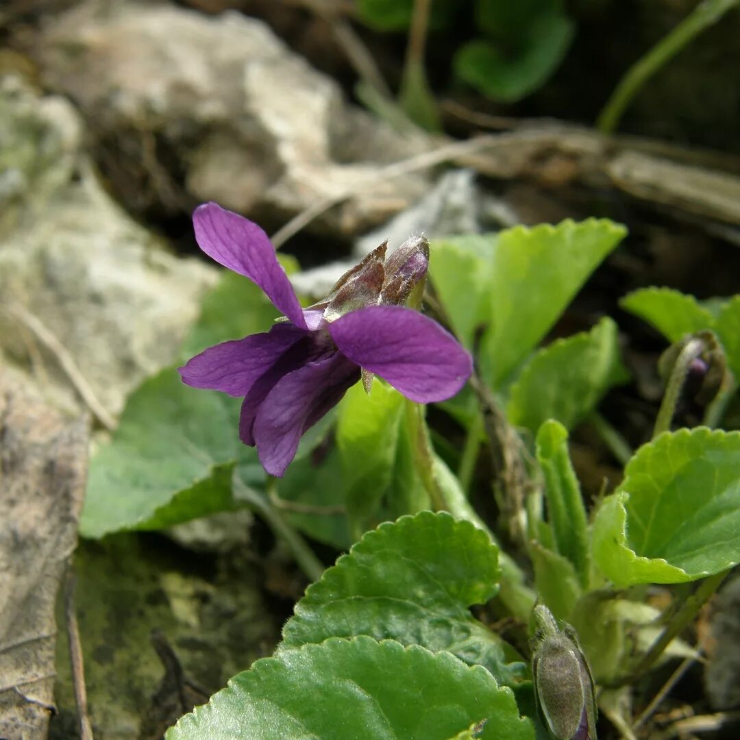 фиалка душистая лесная. фиалка патрена. первоцвет фиалка лесная. фиалка дикая описание. виола, фиалка тихоокеанская.