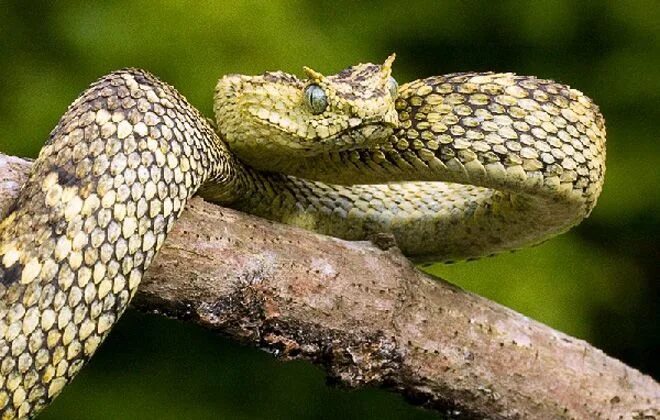 мужчина земляная змея. гладкая земляная змея. Uropeltis. добрая змея. мужчина земляная змея.