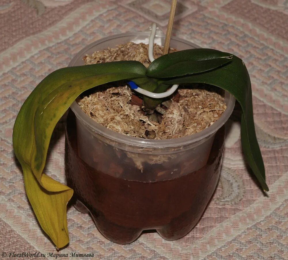 Орхидея фаленопсис реанимация. Растущие корни орхидеи фаленопсис. Корневин для орхидей.