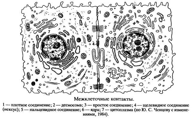 Простые межклеточные контакты гистология. Межклеточные контакты гистология схема. Схема строения межклеточных контактов гистология. Межклеточные соединения интердигитации.