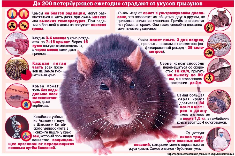Крысы переносчики болезней. Грызуны и мыши опасны для человека. Мыши Грызуны переносчики инфекций. Почему крысы боятся