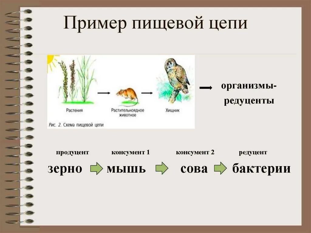 Пищевые Цепочки 5 класс биология. Цепочка питания 9 класс биология. Биология 5 пищевые Цепочки.. Биология 5 класс схема цепи питания.