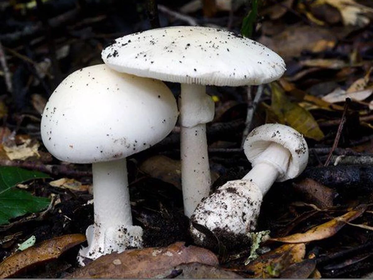 Біла з. Белая поганка гриб. Бледная поганка гриб. Бледная поганка (Amanita phalloides). Белая поганка мухомор вонючий.