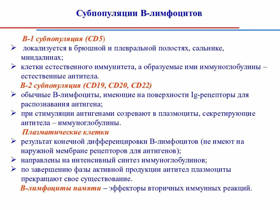 Субпопуляции в-лимфоцитов гистология. Субпопуляции б лимфоцитов. Основные субпопуляции лимфоцитов. Суб поплуции т лимфоцитов. Характеристика в лимфоцитов