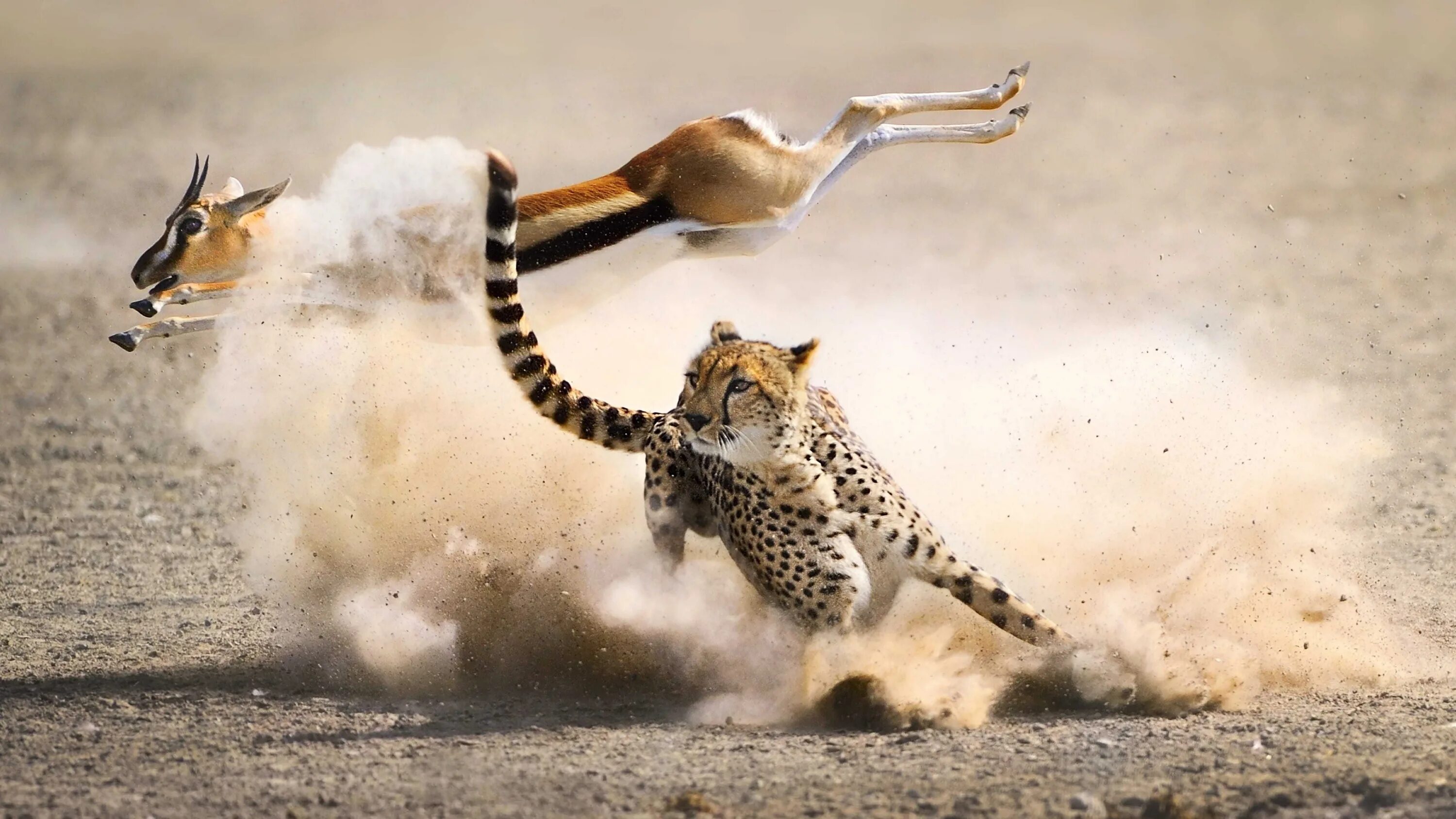 Гепард бежит. Животные бегут. Гепард в прыжке. Леопард бежит.