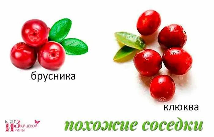 Клюква. Клюква и брусника. Клюква и брусника отличия. Клюква и брусника разница.