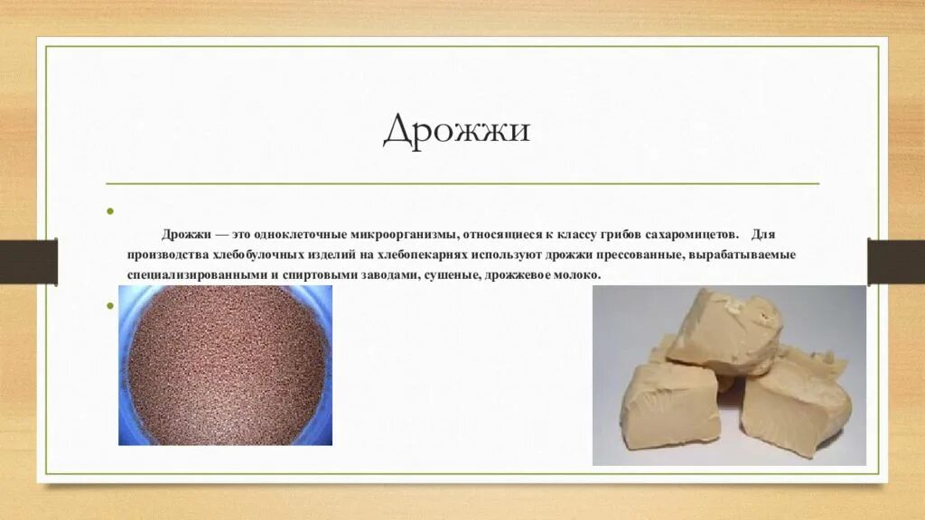 Дрожжевые грибы названия. Дрожжи относят к классу. Дрожжи грибы почкование. К какому классу грибов относятся дрожжи. Дрожжевые грибы биология.