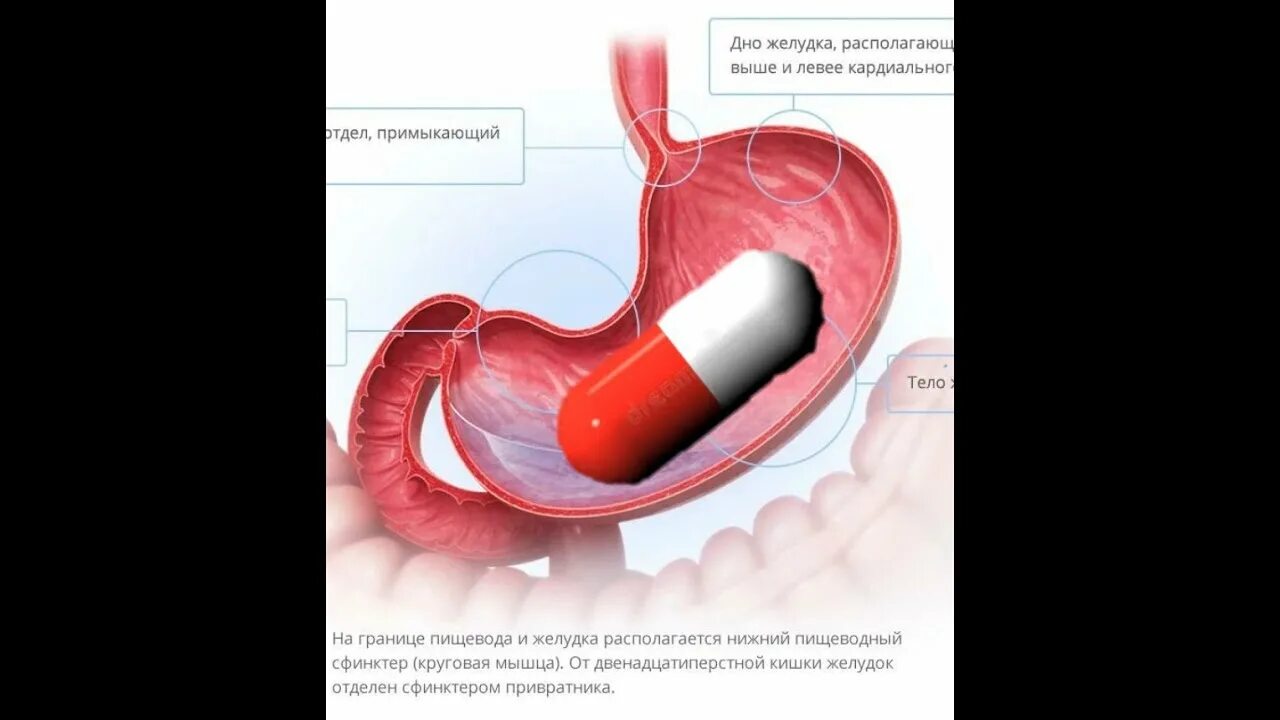 Маркеры желудка. Для желудка капсулы. Что происходит с капсулой в желудке. Как растворяется капсула в желудке. Что происходит с таблеткой в желудке.
